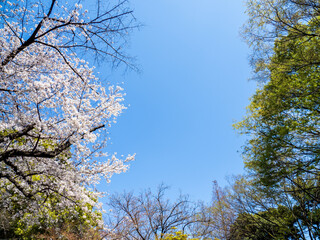 Obraz premium 春の音無親水公園の桜 東京都北区王子