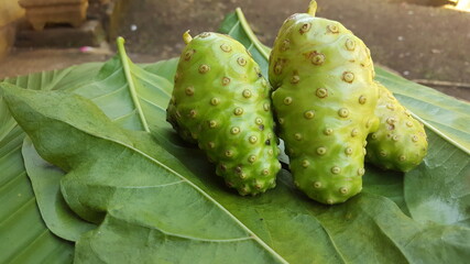 Noni fruit on green leaves