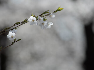 サクラの花のクローズアップ　3月