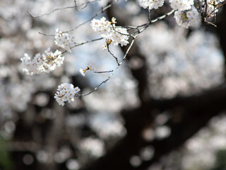 サクラの花のクローズアップ　3月