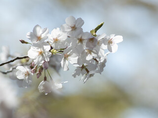 サクラの花のクローズアップ　3月