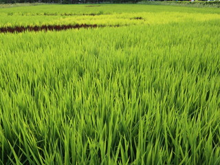 Planting seedlings in the rice farm in April design for preparation and get ready concept
