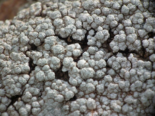 Fiori selvatici di primavera