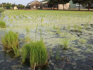 Planting seedlings in the rice farm in April design for preparation and get ready concept