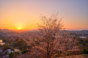 Fototapeta na wymiar 夕陽　山桜(香川県三木町から高松市方面を望む)　HDR