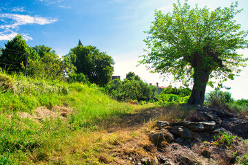 Fototapeta na wymiar Scenic countryside road to beautiful vineyard of Istria, Croatia, on sunny day
