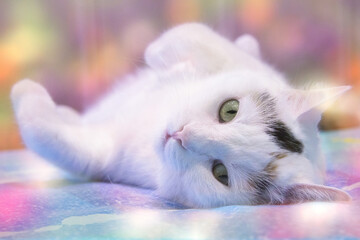 Primo piano di gatto bianco sdraiato con effetto bokeh