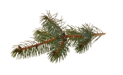 branch of christmas tree isolated on white background