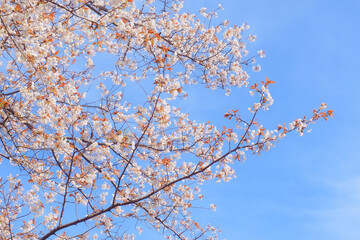 【奈良】吉野山の一目千本 桜と青空