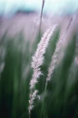 White flower of grass in meadow