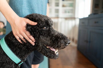 Portrait of black standard poodle dog indoors with boy's hand 