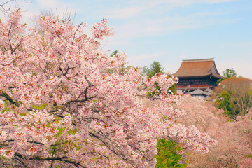 【奈良】吉野山の一目千本 桜の風景
