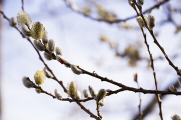 blooming fluffy shoots on willow branches in spring