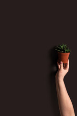 Cactus in a pod in a hand on the black background. Eco concept. Vertical image with copy space. 
