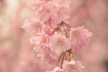 【奈良】吉野山の一目千本 桜のアップ