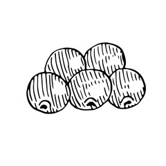 Cranberries, vector illustration, hand drawing, sketch