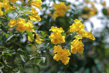 Close-up of beautiful bright yellow flower clusters. Planted to decorate the fence next to the house in Thailand. Yellow makes you feel relaxed. Flowers blooming in summer