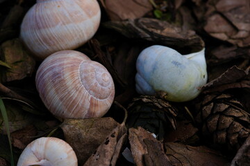 shells of snail in the forest
