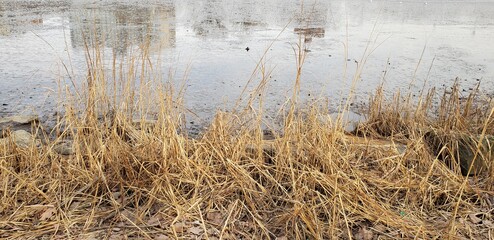 Shoreline of Muscota Marsh with wetland plants and reeds in Inwood Hill Park, the northernmost park in Manhattan. The marsh is part of the meeting point of the Hudson and Harlem Rivers.