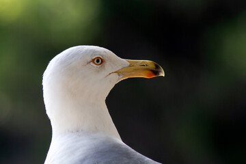 Ritratto di gabbiano