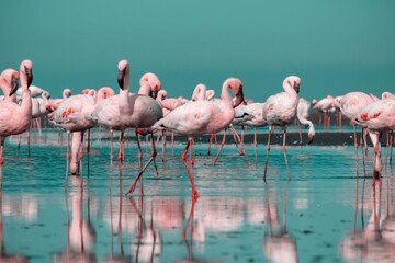 Close up of beautiful African flamingos that are standing in still water with reflection.