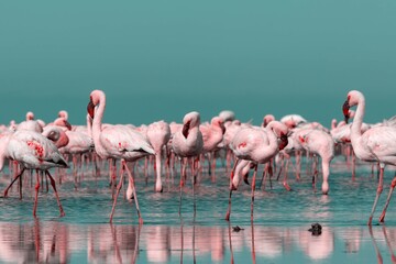 Close up of beautiful African flamingos that are standing in still water with reflection.