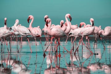 Close up of beautiful African flamingos that are standing in still water with reflection.