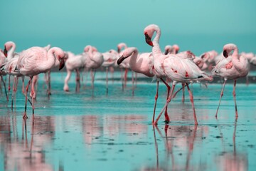 Close up of beautiful African flamingos that are standing in still water with reflection.