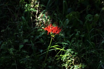Obraz premium red and yellow flower