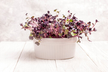 Fresh microgreens. Close-up of amaranth microgreens - purple leaves and stems. Germination of microgreens. Germinating seeds at home. Vegan and healthy food concept. Sprouted sprouts of amaranth.