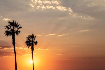 Palm trees against the sky during a beautiful tropical sunset.