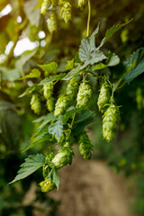 closeup of green fresh hop cones for brewing beer