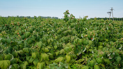 Fototapeta na wymiar bushes of ripe raspberries ready for picking