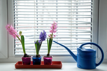 Three blooming multi-colored hyacinths on the window with a blue watering can. Home garden on the window.