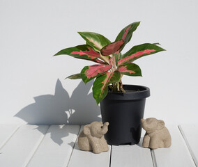 Aglaonema houseplant(Chinese Evergreen) in modern black   container and elephants statue  on white wood table wall background