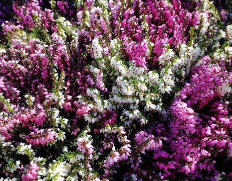 pink and purple flowers ,colorful heathers