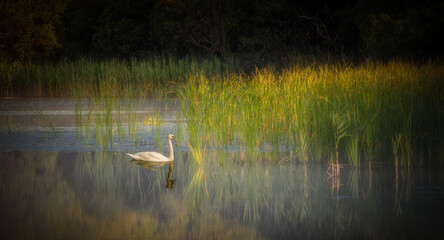 swan on the lake