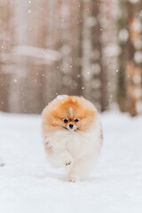 Naklejka na ściany i meble .fluffy spitz runs along a forest path in winter. pet for a walk. snowfall. Pine forest. portrait of a small dog on the background of winter nature. snow flakes on dog's face, national dog day