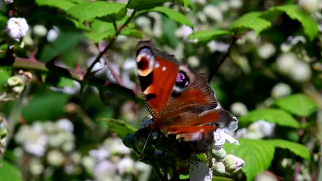 Close Up movie of Peacock butterfly on blackberry flowers. His Latin name is Aglais io.