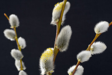 catkin, willow cotton, willow tree, spring, kitten, pussy willow, herald of spring
