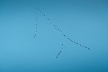Birds flying through the blue sky in formation
