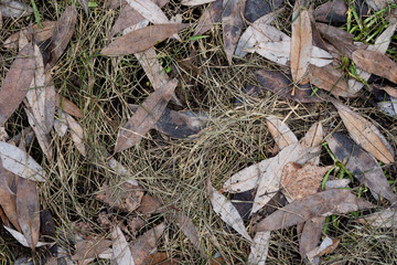 in the spring, a lawn with withered dry grass and brown tree leaves between