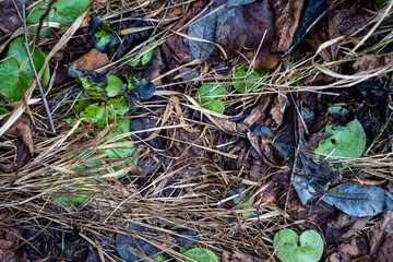 In the spring, some green leaves and dry grass stalks can be seen on the