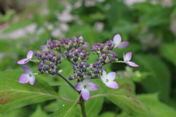 Obraz premium 紫陽花 あじさい