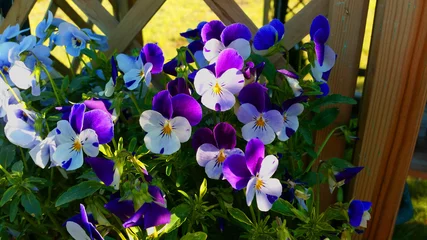 Fotobehang Viooltje kwiatki bratki  © TomartTomaszBauer