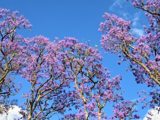 Jacarandas blooming