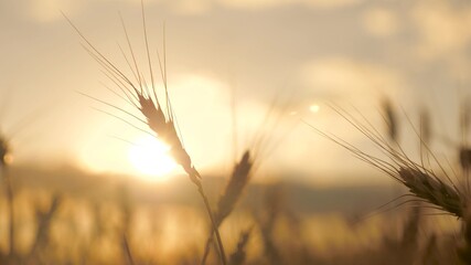 Ears of ripe wheat in sun close-up. Ripe grain in field. Grain field. Spikelets of wheat with grain shakes wind. Cereal harvest ripens in summer. Agricultural business. Environmentally friendly wheat.