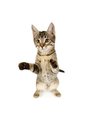 Gray striped kitten stands on its hind legs isolated on a white background