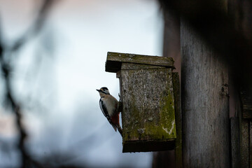 The spotted woodpecker flew on a wooden electricity pole, behind which is placed a wooden birdcage,
