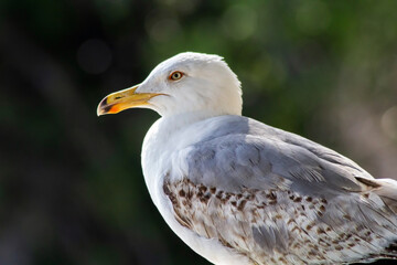 Ritratto di gabbiano con sfondo bokeh